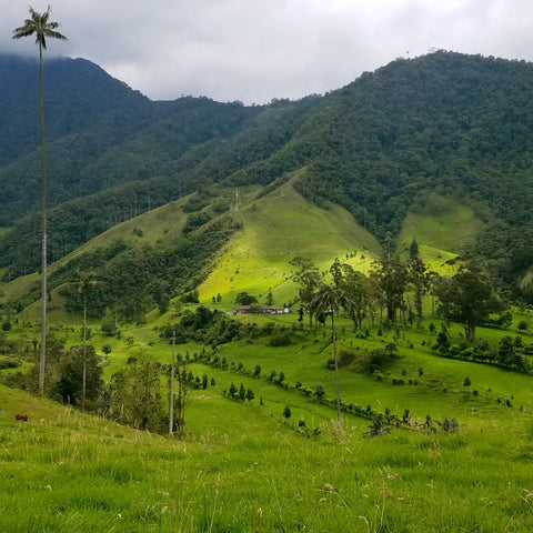 Green valley with mountains and palm trees under a cloudy sky