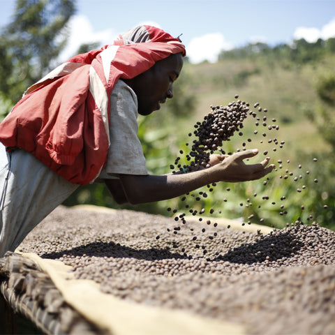 Person sorting coffee beans outdoors with a scenic background